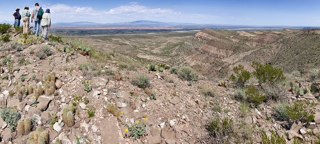 Dalea lanata (Dalea lanata)