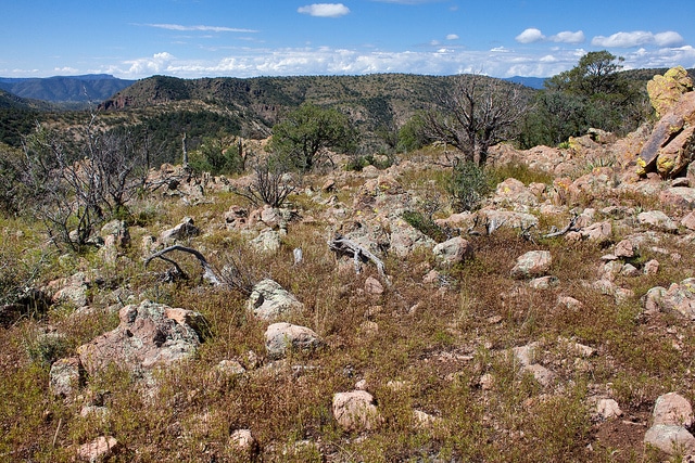 Dalea pinnata (Dalea pinnata)