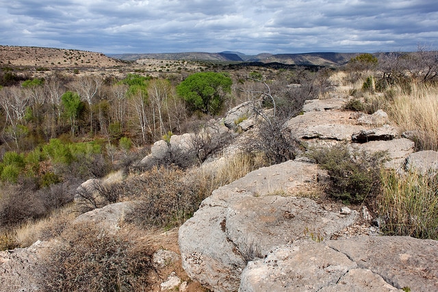 Dalea pinnata