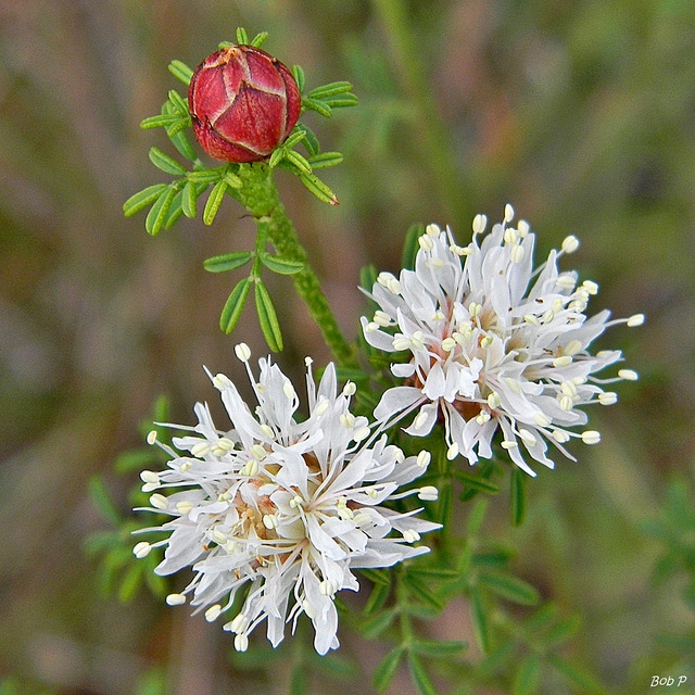 Dalea pinnata