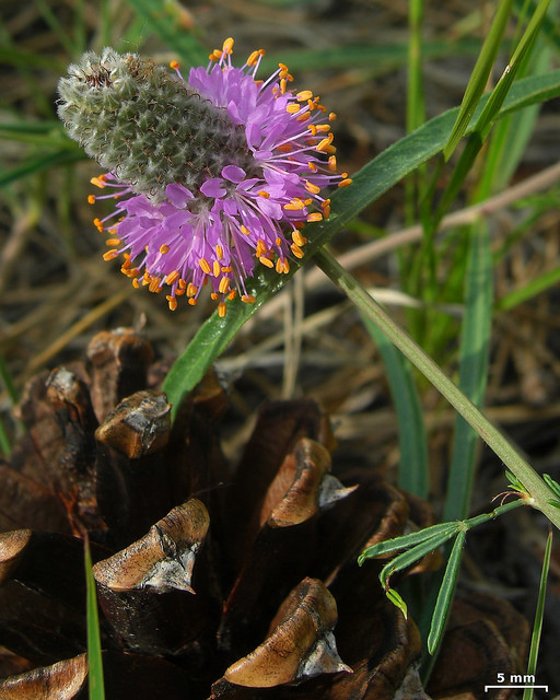 Dalea purpurea