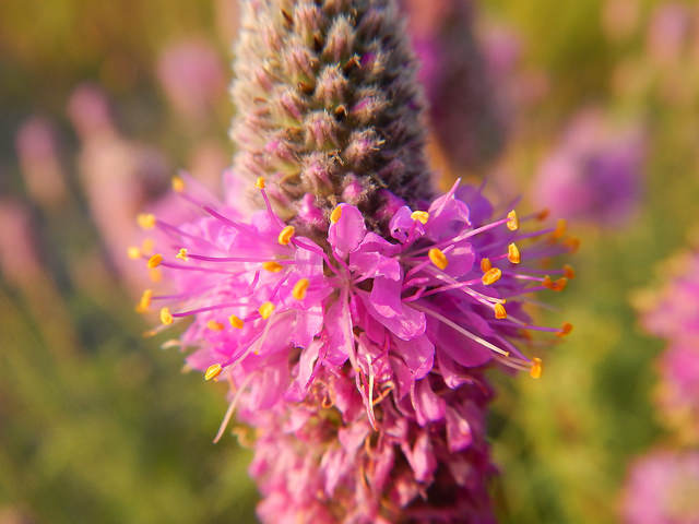 Dalea purpurea