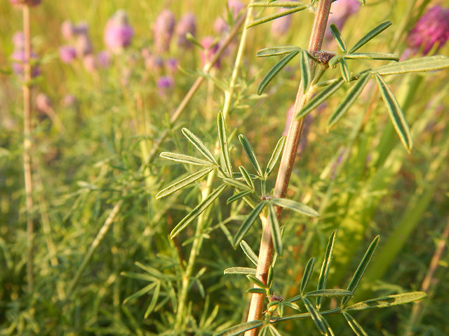 Dalea purpurea