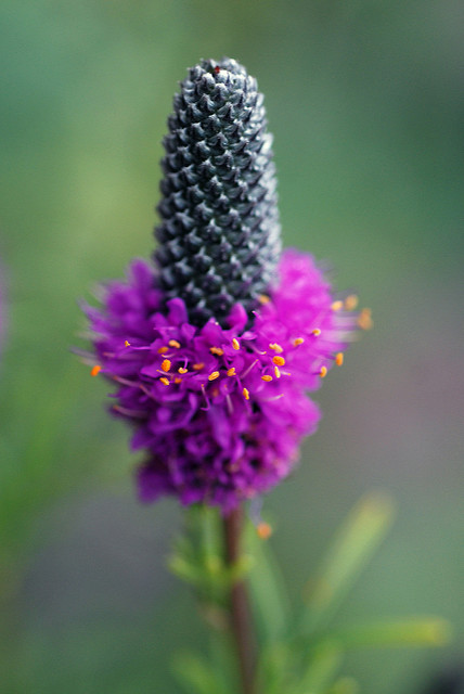 Dalea purpurea