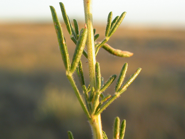 Dalea purpurea (Dalea purpurea)