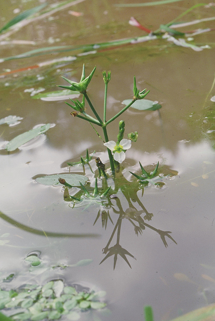 Damasonium alisma (Damasonium alisma)