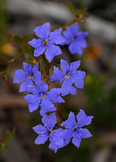 Dampiera stricta