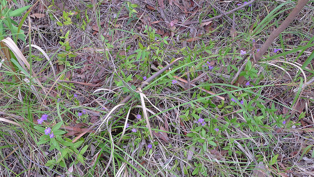 Dampiera stricta