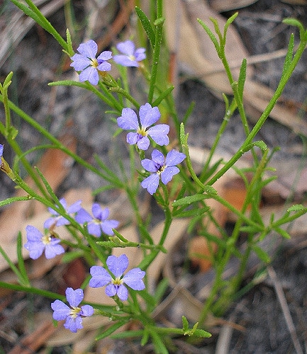 Dampiera stricta