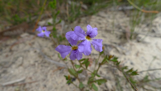Dampiera stricta