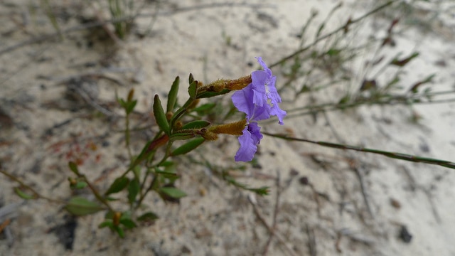 Dampiera stricta