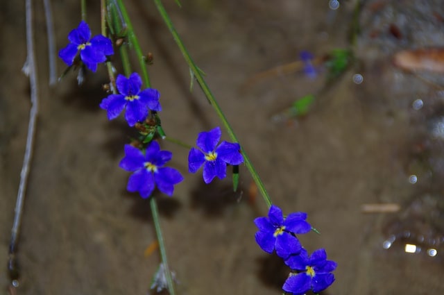 Dampiera stricta (Dampiera stricta)
