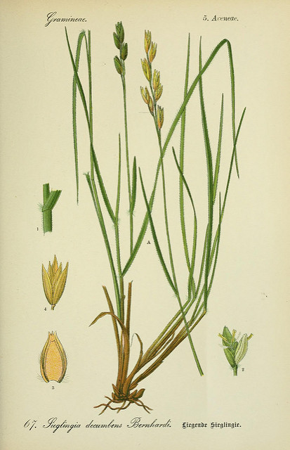 Danthonie retombante (Danthonia decumbens)