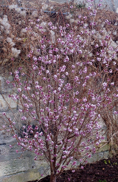Daphne bholua (Daphne bholua)