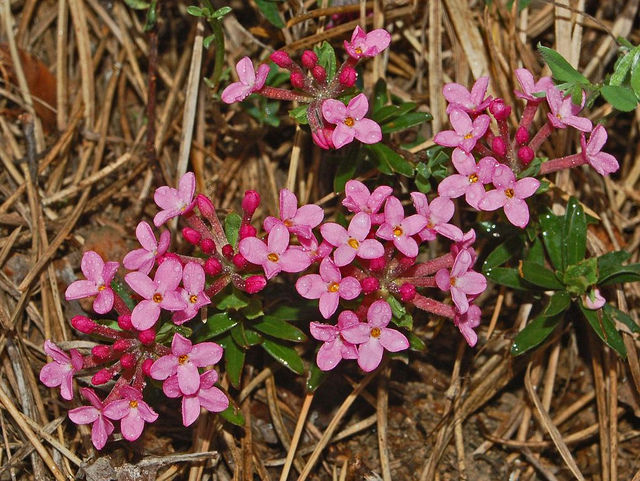 Daphné camélée (Daphne cneorum)