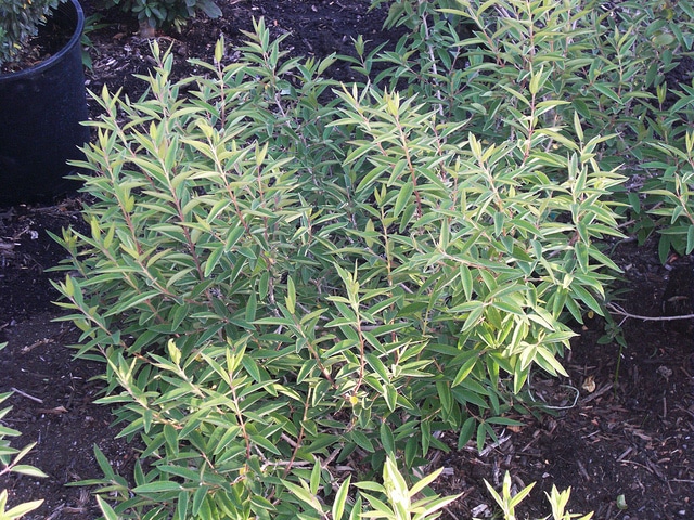 Daphné lilas