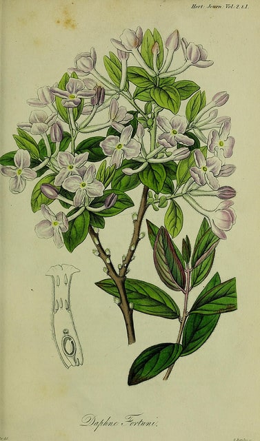 Daphné lilas