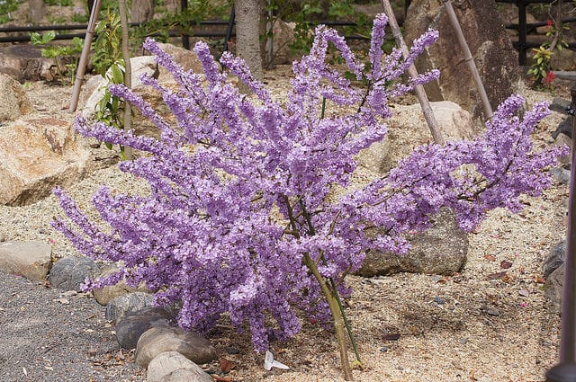 Daphné lilas
