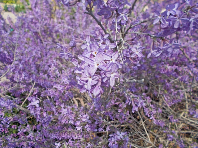 Daphné lilas