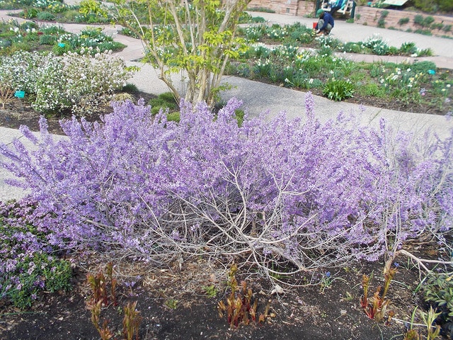 Daphné lilas (Daphne genkwa)