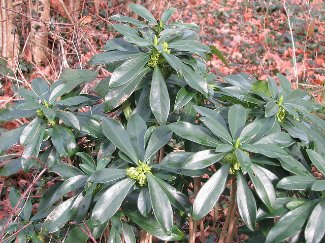 Daphné lauréole (Daphne laureola)