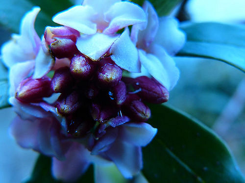 Bois-joli odorant (Daphne odora)