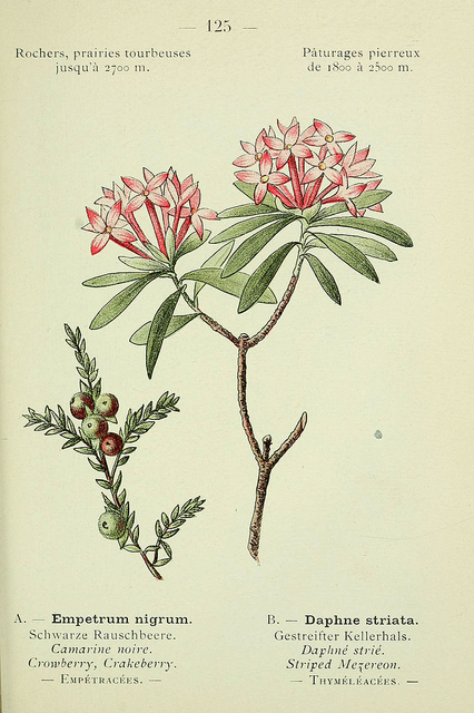 Daphné strié (Daphne striata)