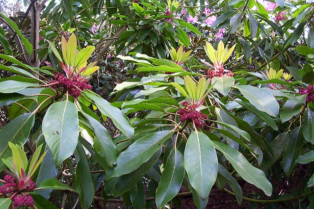 Daphniphyllum macropodum