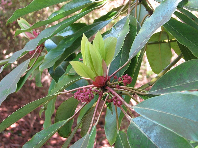 Daphniphyllum macropodum