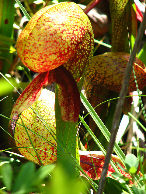 Darlingtonia californica (Darlingtonia californica)
