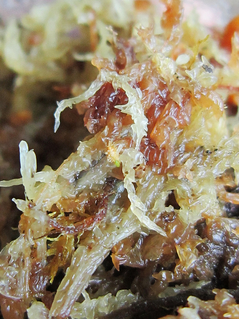 Darlingtonia californica