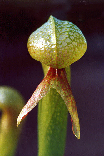 Darlingtonia californica