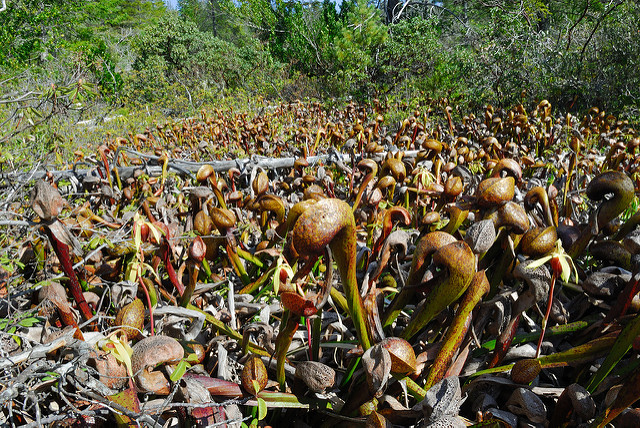 Darlingtonia californica