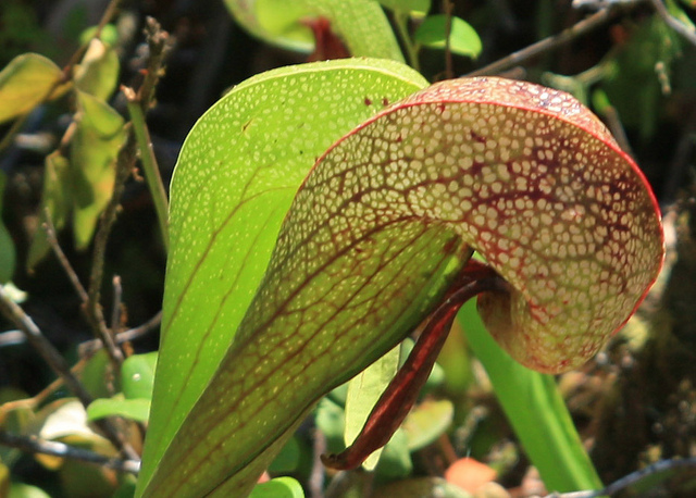 Darlingtonia californica