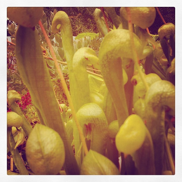 Darlingtonia californica