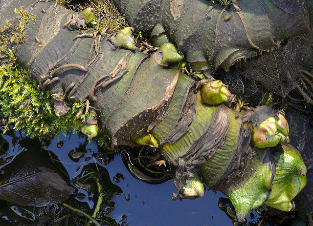 Darmera peltata
