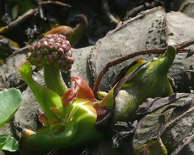 Darmera peltata