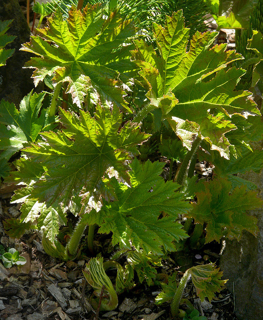 Darmera peltata