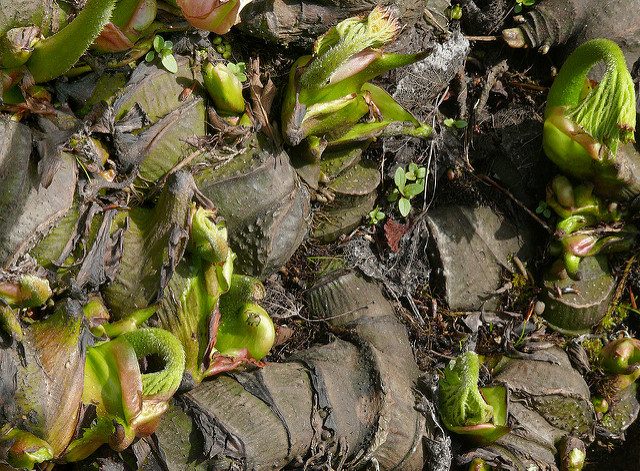 Darmera peltata