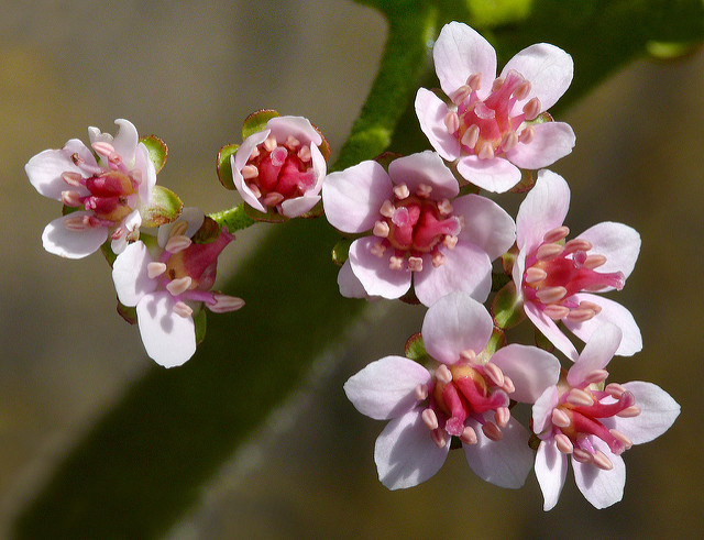 Darmera peltata