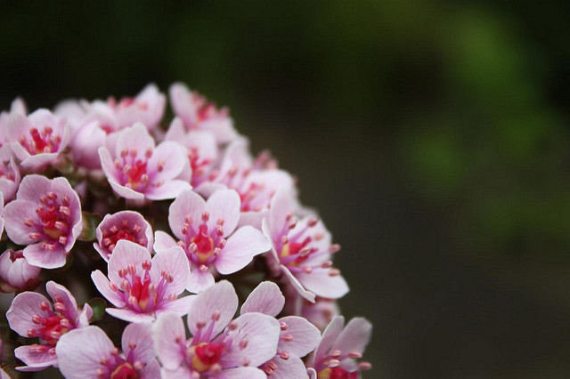 Darmera peltata (Darmera peltata)