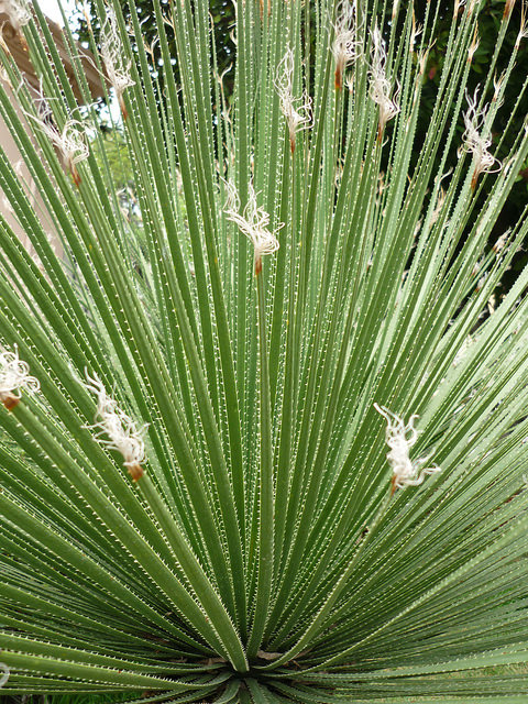 Dasylirion acrotriche