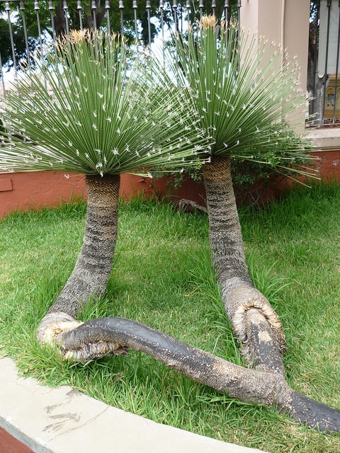 Dasylirion acrotriche