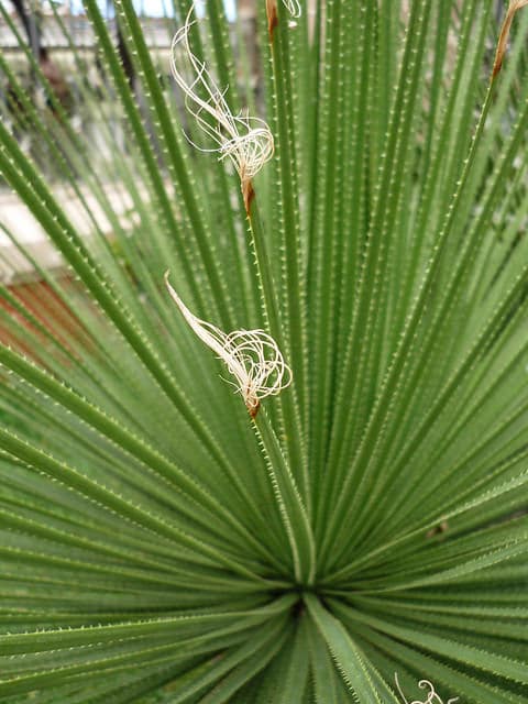 Dasylirion acrotriche