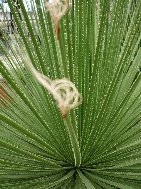 Dasylirion acrotriche