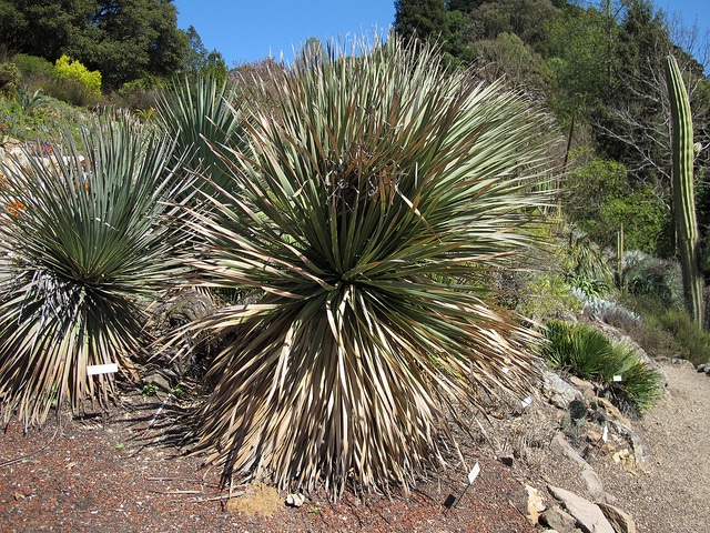 Dasylirion acrotriche (Dasylirion acrotrichum)