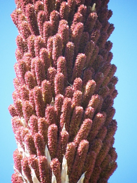 Dasylire à longues feuilles