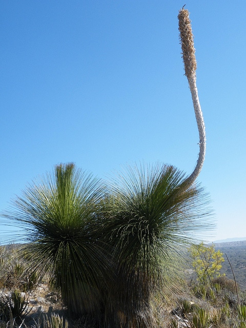 Dasylire à longues feuilles