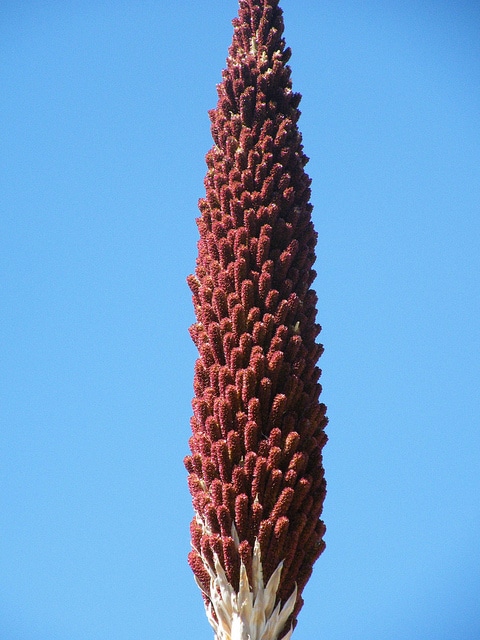Dasylire à longues feuilles