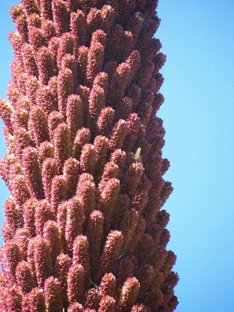 Dasylire à longues feuilles